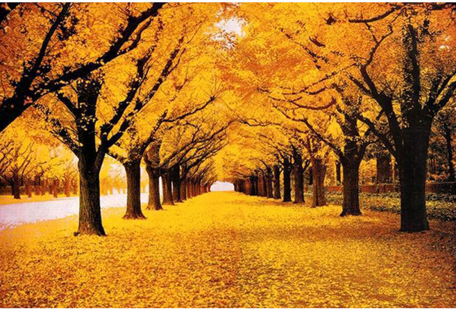 직소퍼즐 모음, 1000피스, 4, 1개