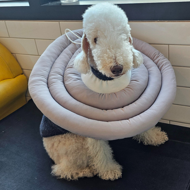 MAAH 강아지 넥카라 대형, 라이트그레이, 1개