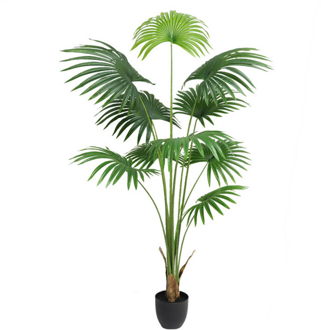 비로야자 180cm, 혼합색상, 1개