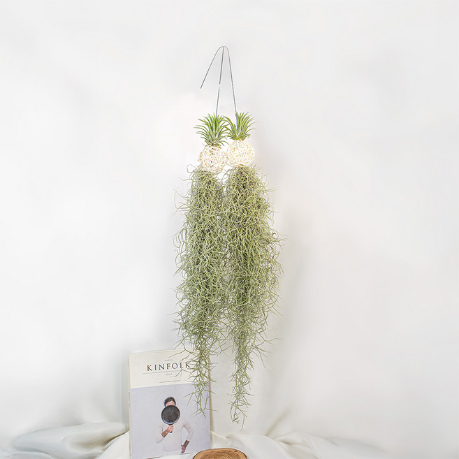 갑조네 화이트볼 틸란드시아 행잉식물, 혼합색상, 2개