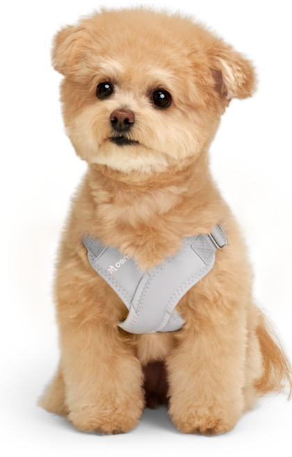 네오핏 강아지 에어 X 하네스 가슴줄, 파스텔그레이, 1개