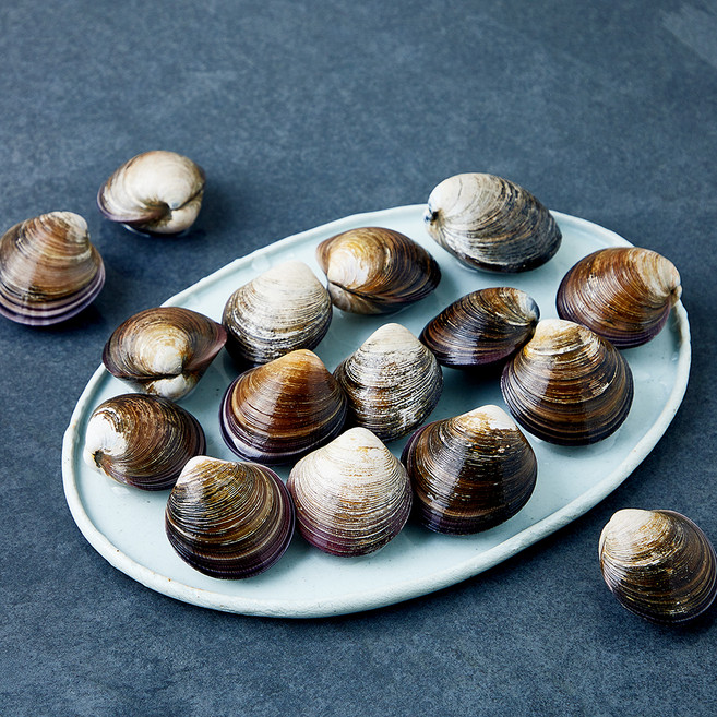 바다자리 국내산 생물 모시조개 (냉장), 1개, 500g