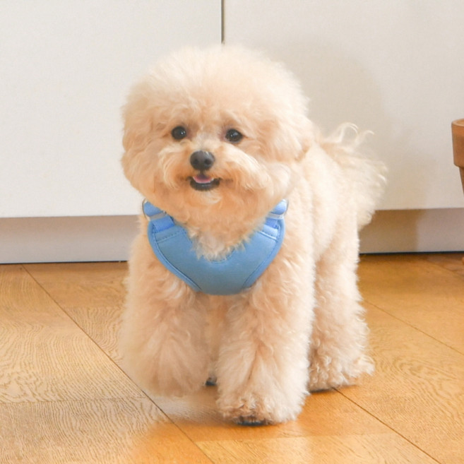 올치 반려동물 심쿵 하트 하네스 HH6605, 스카이블루, 1개