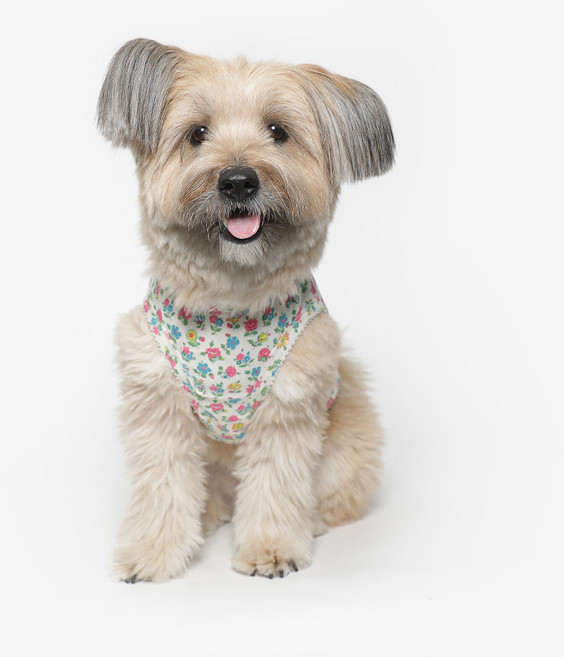 투스투스 강아지 잔꽃 프릴 민소매, 아이보리, 1개