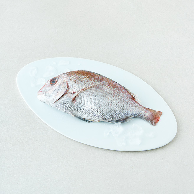 미감어보 국내산 손질 효온처리 통참돔 (냉장), 1개, 300g