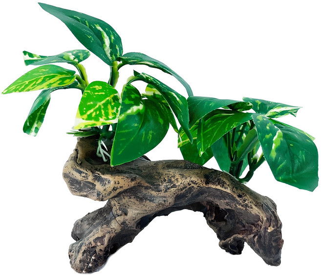 MOBYDICK Opua 水族園藝造景植物, 1個