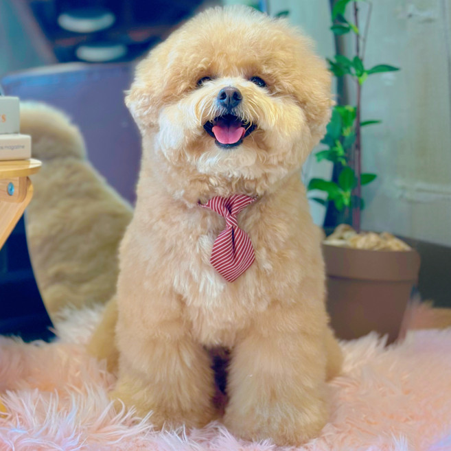 MAAH 강아지 젠틀펫 넥타이 목걸이, 1개, 버건디