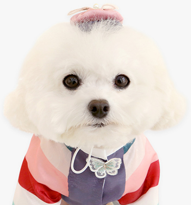 이츠독 반려동물 아윤 배씨댕기, 혼합색상, 1개