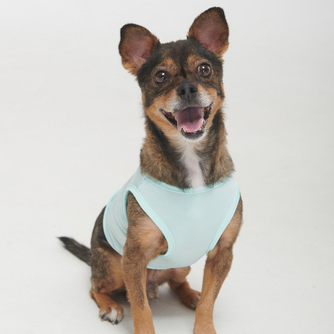 BYC 강아지 보디드라이 쿨런닝 플러스 ODB0002, MT 민트, 1개