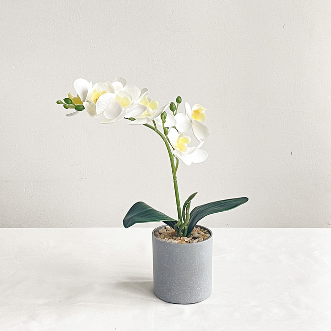 fresh garden 仿真蝴蝶蘭迷你盆栽, 1個, 白色