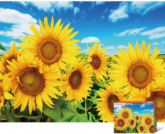 퍼즐갤러리 해바라기 들판 직소퍼즐, 500피스, 혼합색상, 1개