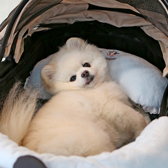 이츠독 강아지 디즈니 베이비 프렌즈 유모차 필로우, 미키, 1개