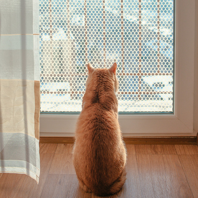 딩동펫 반려동물 헥사곤 안전 울타리망 아이보리, 1개