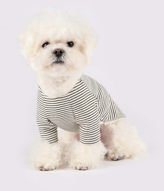 플로트 강아지 데일리웨어 젤리 보더 티셔츠, 아이보리, 1개