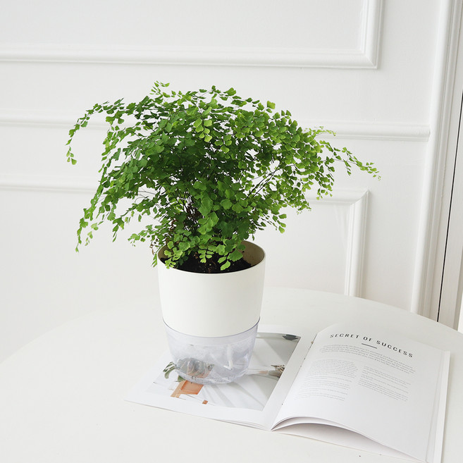 모리앤 식물초보도 성공하는 저면관수화분으로 키우는 아디안텀 대품, 혼합색상, 1개