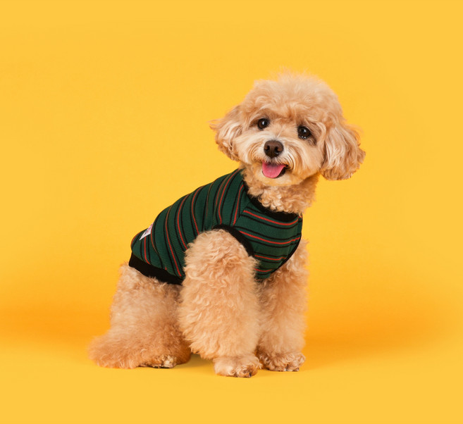 플로트 강아지 베이직 어반 민소매 티셔츠, 그린오렌지, 1개