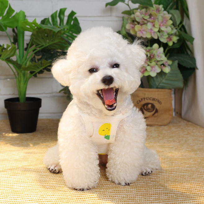 에이미러브즈펫 반려동물 LA 사과리플나시, 옐로우