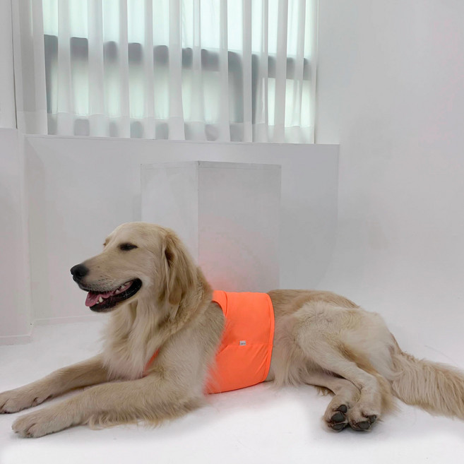 바크독 반려동물 쿨 크롭티, 형광주황, 1개