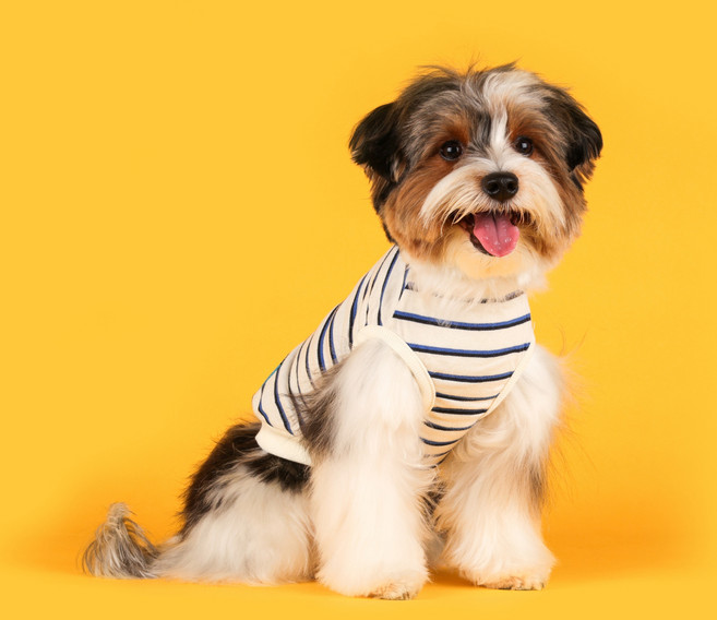 플로트 강아지 스탠다드 민소매 티셔츠, 블루, 1개