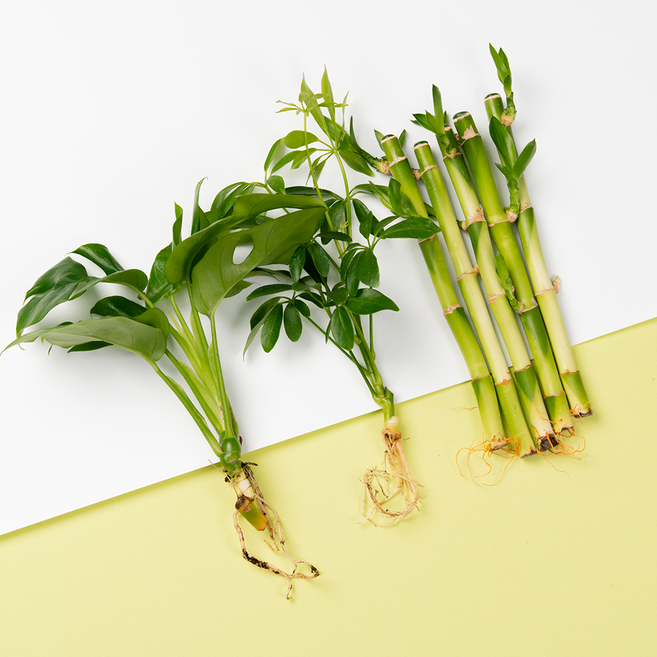 메이크정글 뿌리 흙세척 수경재배 식물 개운죽 + 홍콩야자 + 히메몬스테라 세트, 혼합색상, 1세트