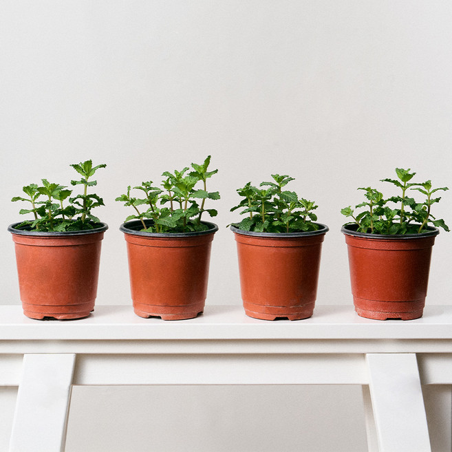 코코도르팜 허브 포트 소형 스피아민트, 혼합색상, 4개