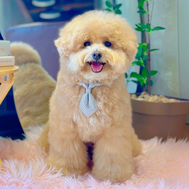 MAAH 강아지 젠틀펫 넥타이, 1개, 화이트