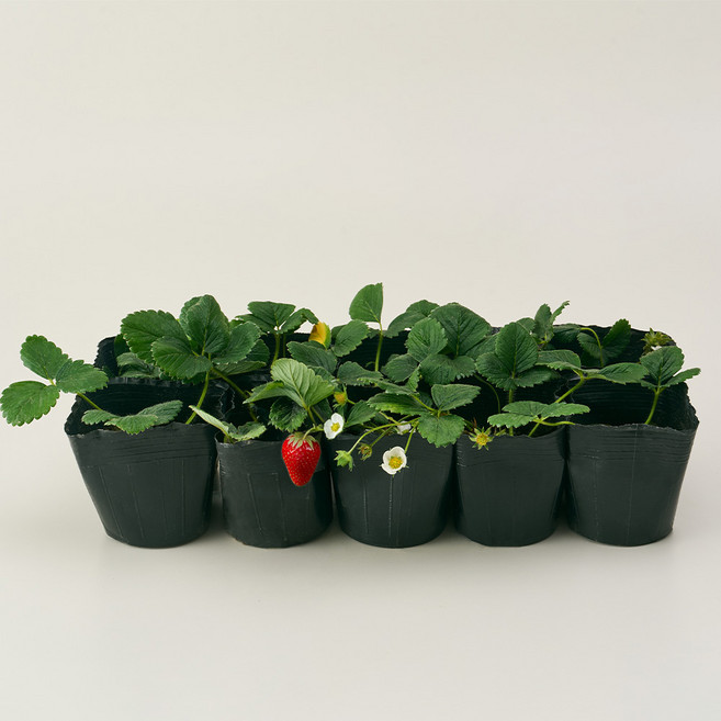 농업회사법인 주식회사 코코도르팜 텃밭가꾸기 설향 딸기 모종, 혼합색상, 10개