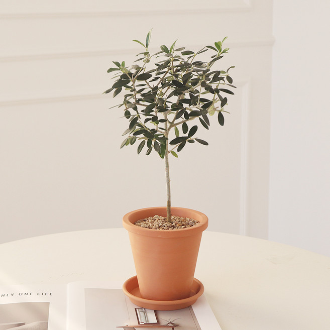 모리앤 토분에 심은 외목대 올리브나무, 그린, 1개