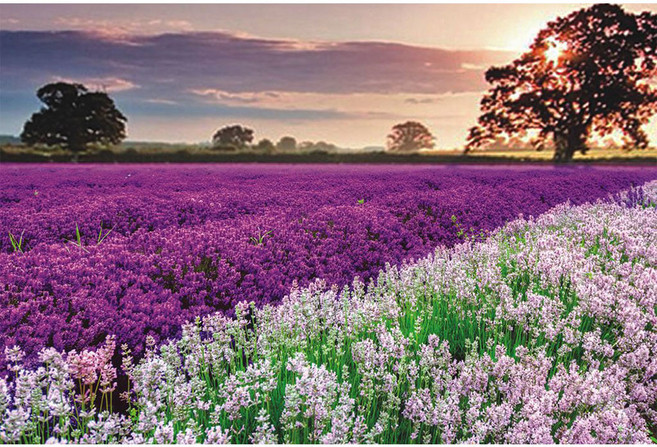 직소퍼즐 모음, 1000피스, 15, 1개