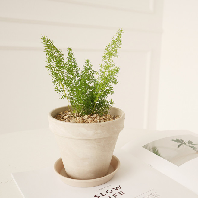 모리앤 독일토분에 심은 아스파라거스 메이리, 그린, 1개