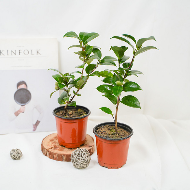 갑조네 동백나무 소품, 혼합색상, 2개