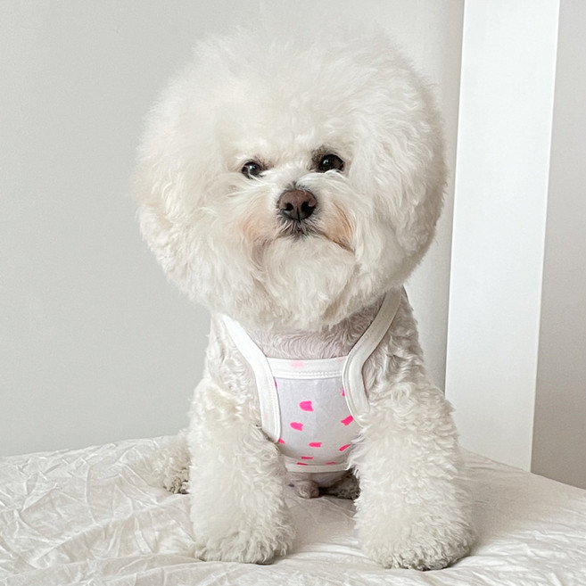 바이담수미 강아지 형광윈드곰 끈나시, 핑크, 1개