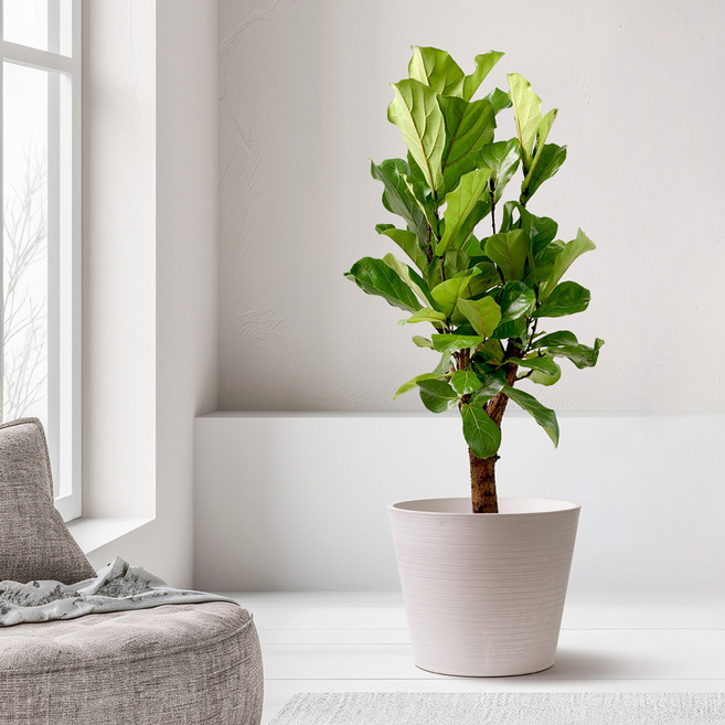 morningscent 室內裝飾塑膠大型植物換盆圓弧線條現代管狀花盆, 白色, 1個