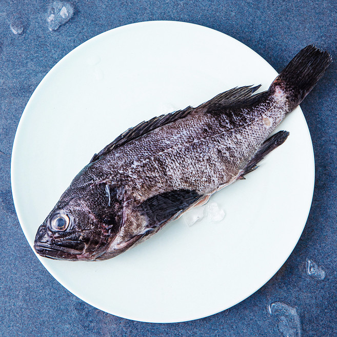 산지직송 부산 13번 중매인 생물 손질 우럭 (냉장), 1개, 300g