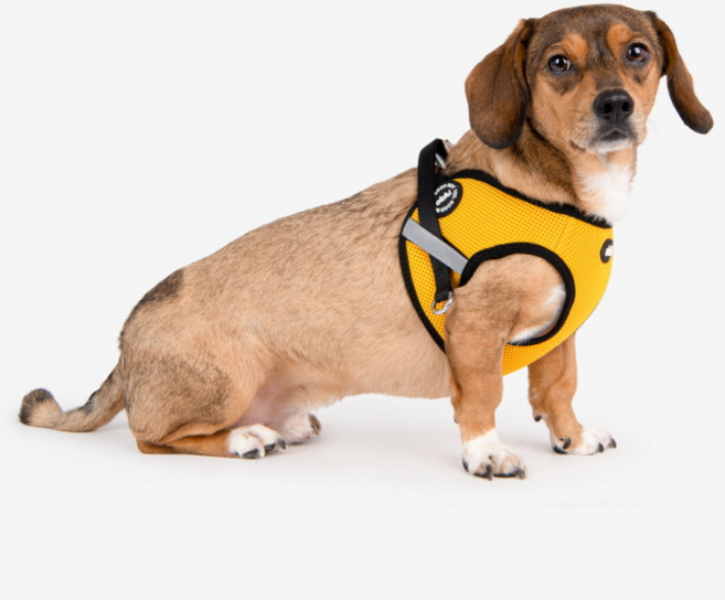 올치 반려동물 야간 빛 반사 콤비 하네스 Q, 옐로우, 1개