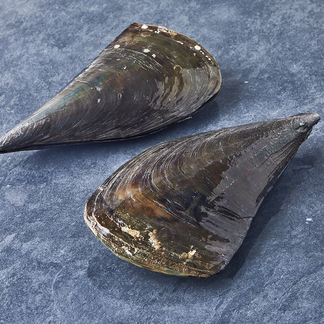 숨비해물 국내산 부드럽고 쫀득한 키조개 2미 (냉장), 1개, 600g