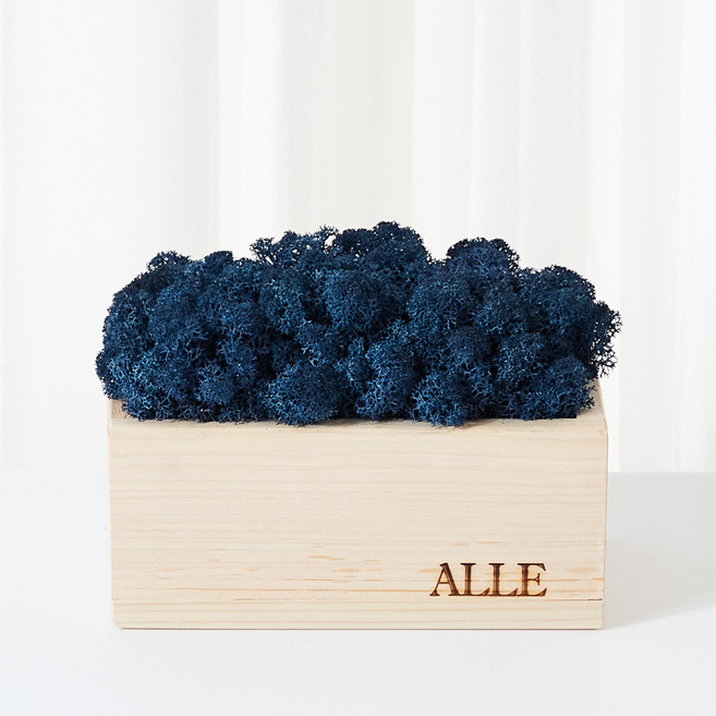 Alle 斯堪地亞苔蘚 扁柏花盆 經典藍 + 公仔隨機出貨, 1個