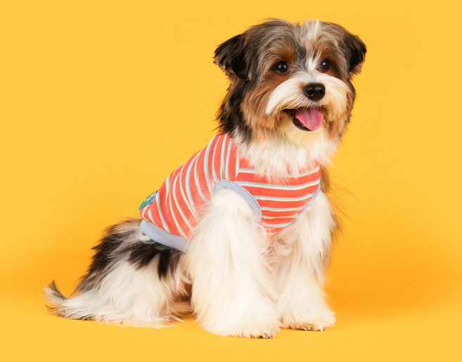 플로트 강아지 슈가 민소매 티셔츠, 자몽, 1개