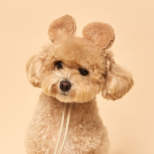 Flot 寵物啾啾動物帽, 熊, 1個