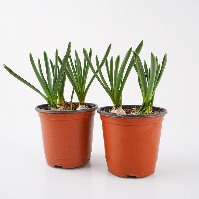 갑조네 무스카리 소품, 혼합색상, 2개