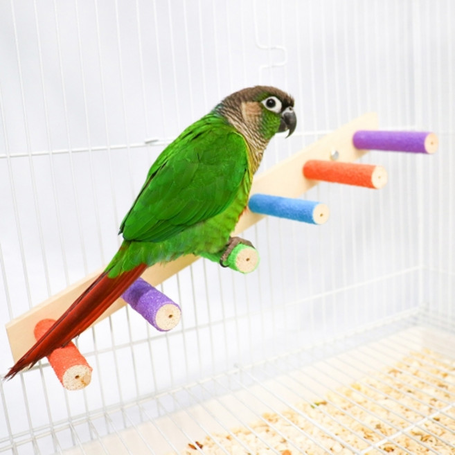 조류 알록달록 일자형 발톱갈이 사다리 M, 혼합색상, 1개