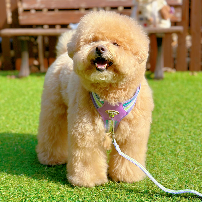 MAAH 강아지 비비드 H형 하네스 + 리드줄 세트, 1세트, 퍼플민트