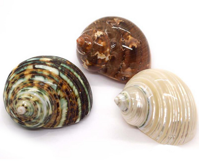 세틀 비치 아일랜드 씨쉘 수조장식 3종, 1세트