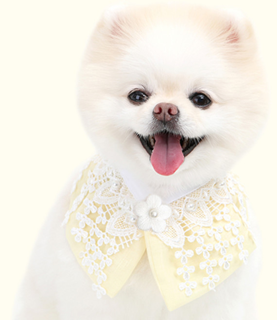 이츠독 강아지 나빌레라 한복 케이프, 노랑, 1개