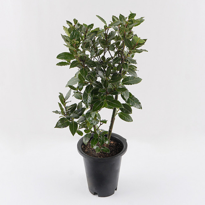 갑조네 월계수 대품, 혼합색상, 1개