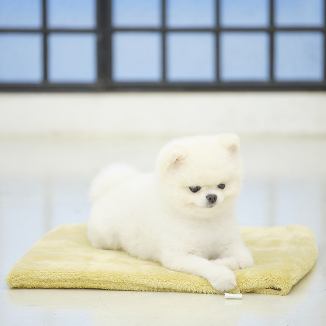 朱迪Y 寵物優質超細纖維麻藥坐墊, 芥末黃, 1個