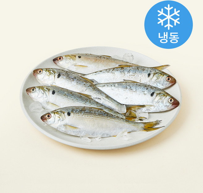 조혜정의멸치연구소 정치망에서 갓잡아 급냉한 삼천포 햇전어 6~8미 (냉동), 1개, 500g