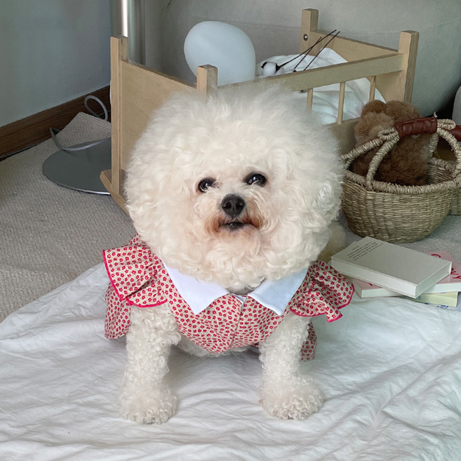 바이담수미 강아지 쥬디 플라워 카라 원피스, 레드, 1개