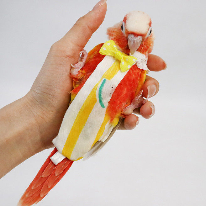 앵무새 기저귀 하네스 M, 2개