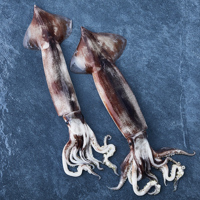 부산 13번 중매인 산지직송 채낚기로 잡은 생물 오징어 (냉장), 310g(2미), 1개